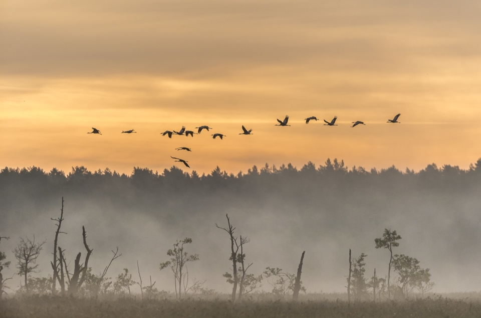 Rambower Moor