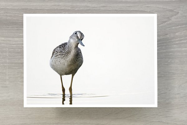 Vögel