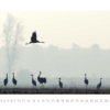 Kraniche 2014 – Bild 5