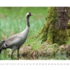 Kraniche 2014 – Bild 7
