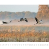 Kraniche 2014 – Bild 12