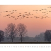 Kraniche 2014 – Bild 13
