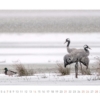 Kraniche 2014 – Bild 14