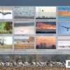 Kraniche 2014 – Bild 15