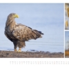 naturbilder 2016 - Impressionen aus der Elbtalaue – Bild 5
