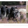 naturbilder 2016 - Impressionen aus der Elbtalaue – Bild 11