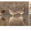 naturbilder 2016 - Impressionen aus der Elbtalaue – Bild 13