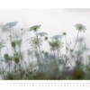 naturweiss 2014 – Bild 9
