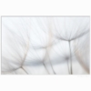 Bocksbart – Bild 2