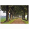 Lindenallee – Bild 2