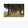 Lindenallee