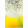 Pusteblume – Bild 2