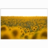 Sonnenblumen – Bild 2