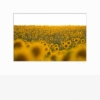 Sonnenblumen
