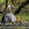 Kraniche 2019 – Bild 2