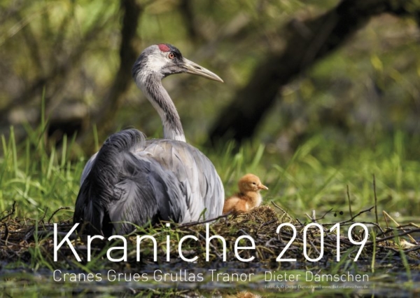 Kraniche 2019 – Bild 2