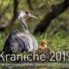 Kraniche 2019