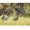 Kraniche 2019 – Bild 3