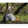 Kraniche 2019 – Bild 7