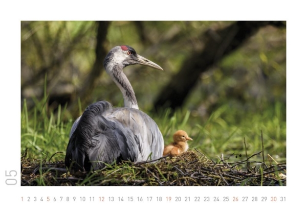 Kraniche 2019 – Bild 7
