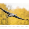 Kraniche 2019 – Bild 8