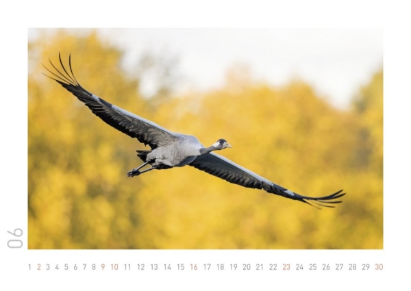 Kraniche 2019 – Bild 8