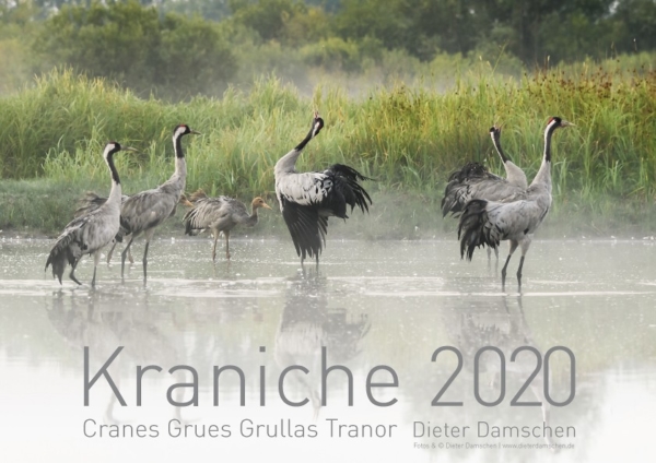 Kraniche 2020 – Bild 2