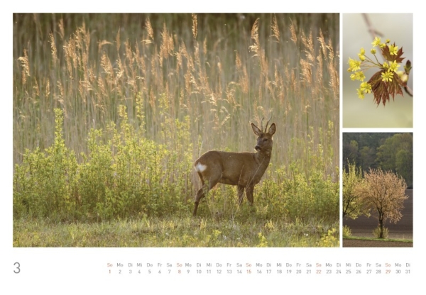 naturbilder 2020 - Impressionen aus der Elbtalaue – Bild 5
