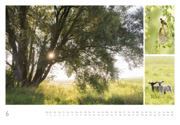 naturbilder 2020 - Impressionen aus der Elbtalaue – Bild 8