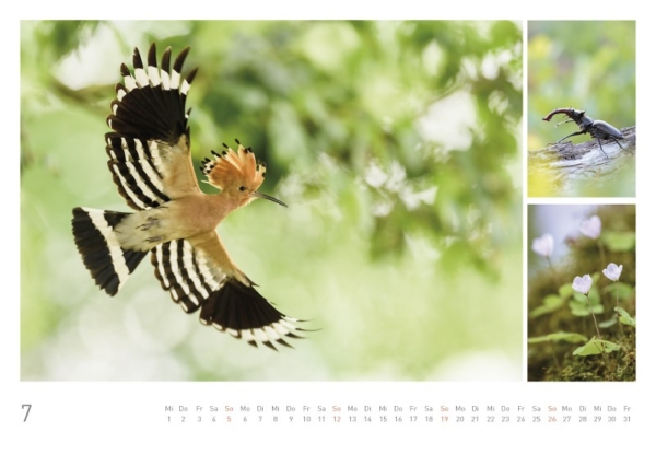 naturbilder 2020 - Impressionen aus der Elbtalaue – Bild 9