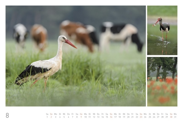 naturbilder 2020 - Impressionen aus der Elbtalaue – Bild 10
