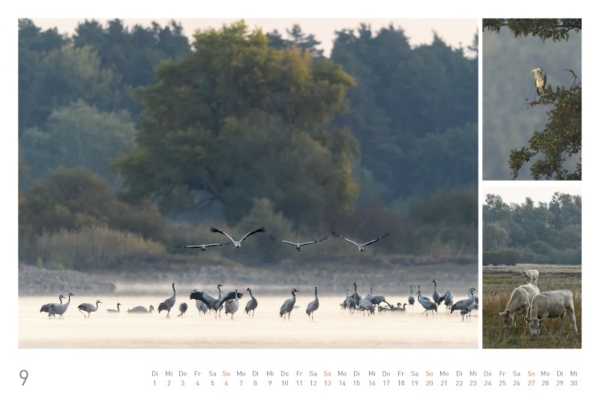 naturbilder 2020 - Impressionen aus der Elbtalaue – Bild 11
