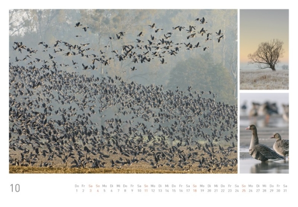 naturbilder 2020 - Impressionen aus der Elbtalaue – Bild 12