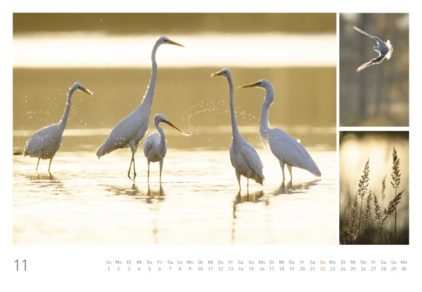 naturbilder 2020 - Impressionen aus der Elbtalaue – Bild 13