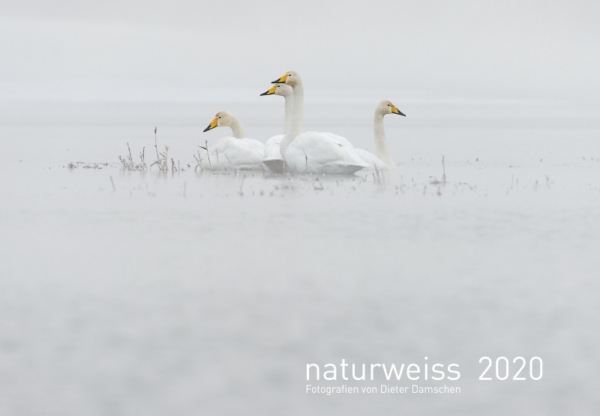 naturweiss 2020 – Bild 2