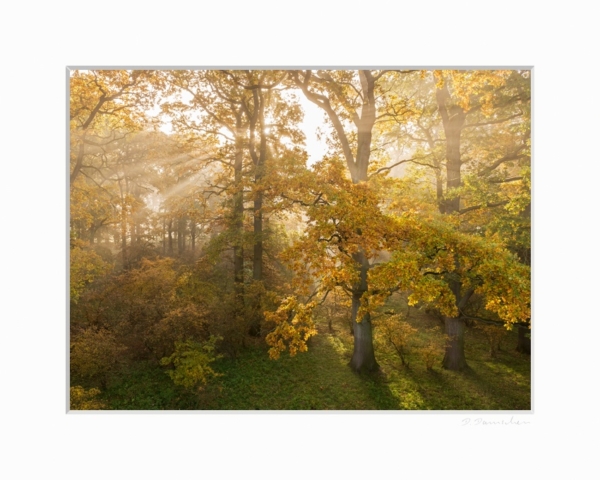Herbst im Auwald – Bild 2