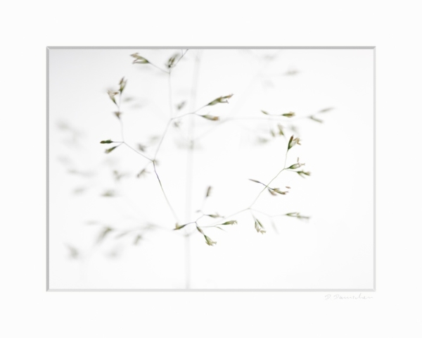 Grasblüten – Bild 2