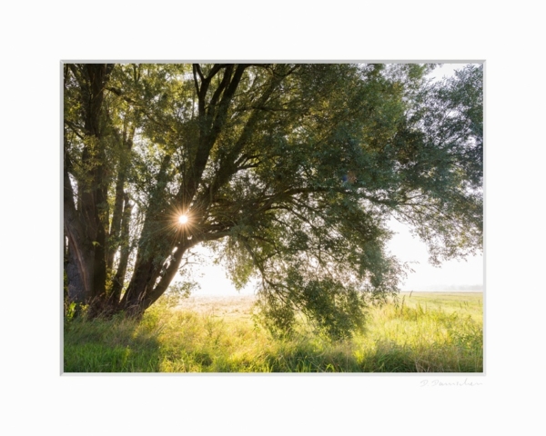 Sommermorgen – Bild 2