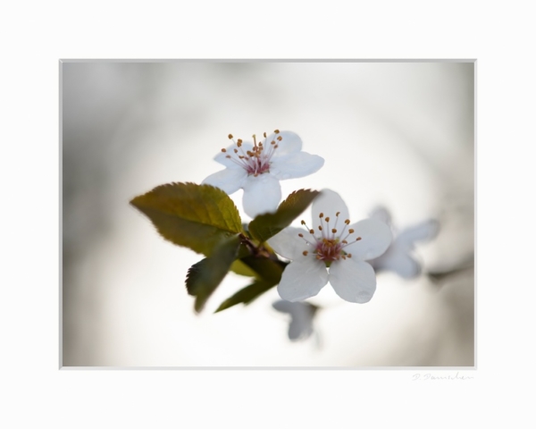 Pflaumenblüte – Bild 2