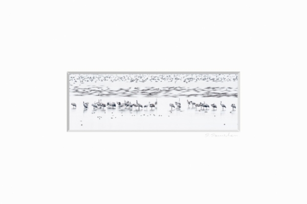 Kraniche und Gänse am Schlafplatz – Bild 2