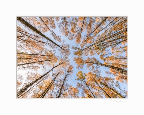 Herbst im Birkenwald – Bild 2