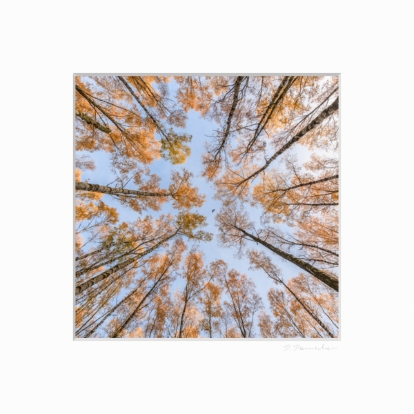Herbst im Birkenwald – Bild 2