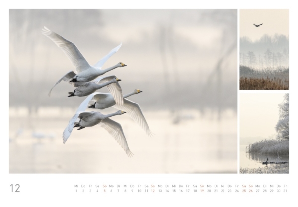 naturbilder 2021 - Impressionen aus der Elbtalaue – Bild 14