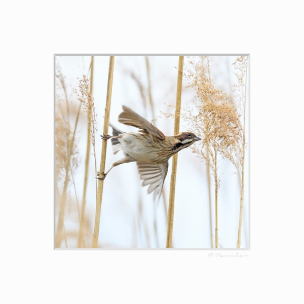 Rohrammer – Bild 2