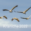 Kraniche 2022 - DIN A2 – Bild 2