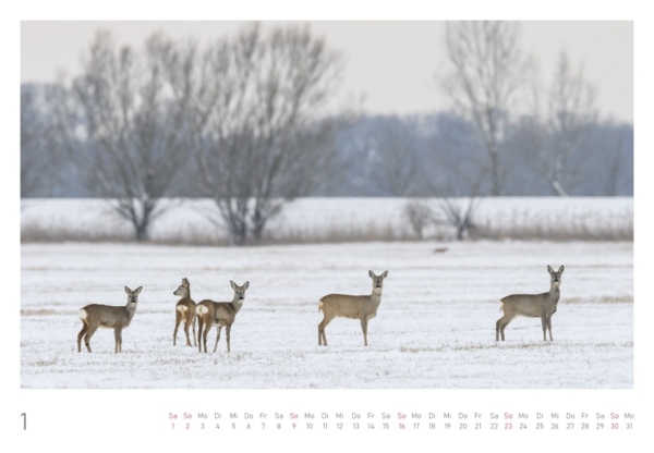naturbilder 2022 - Impressionen aus der Elbtalaue – Bild 4