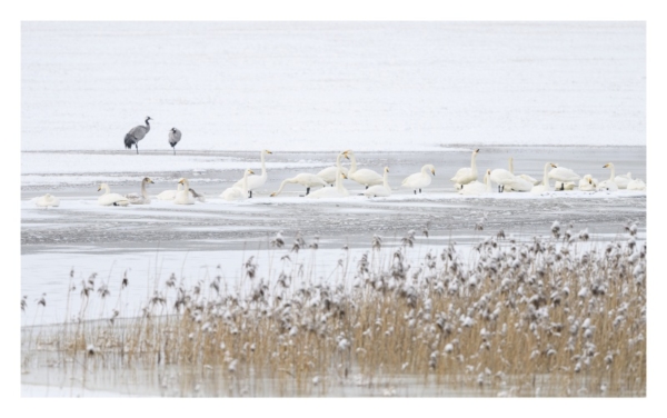 naturbilder 2022 - Impressionen aus der Elbtalaue – Bild 5