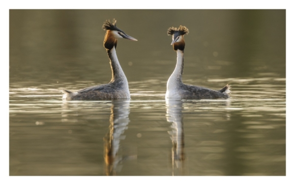 naturbilder 2022 - Impressionen aus der Elbtalaue – Bild 7