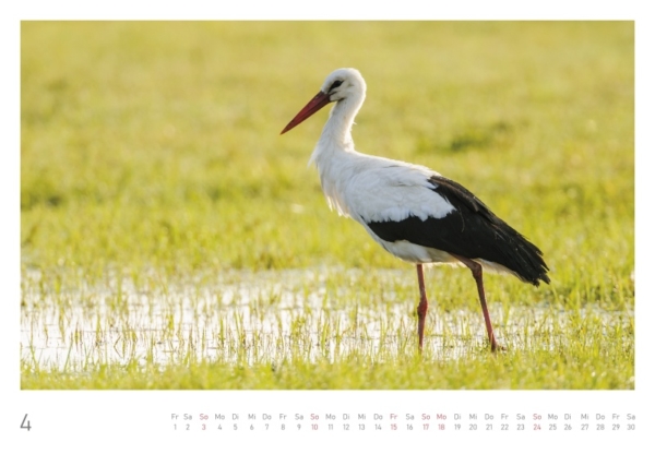 naturbilder 2022 - Impressionen aus der Elbtalaue – Bild 10