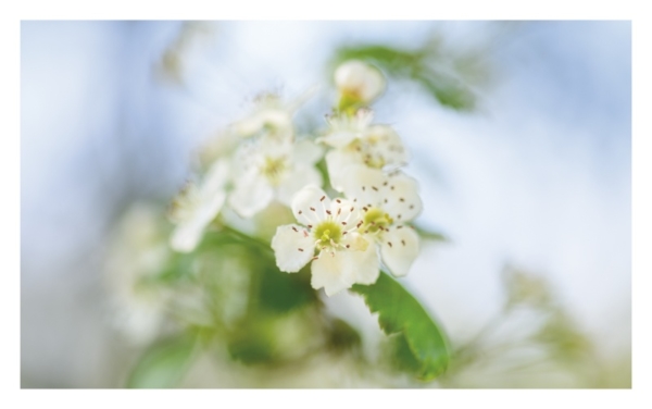 naturbilder 2022 - Impressionen aus der Elbtalaue – Bild 11